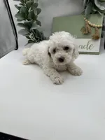 Duke , a male Maltipoo for sale in Wyandotte, OK – 2 of 6