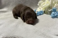 Coco , a male Miniature Dachshund for sale in Wyandotte, OK – 3 of 3
