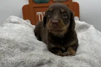 Sadie , a female Miniature Dachshund for sale in Wyandotte, OK – 2 of 3