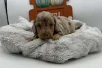 Arthur , a male Miniature Dachshund for sale in Wyandotte, OK – 2 of 3