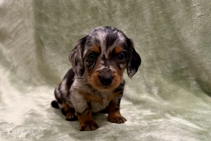 Princess – Miniature Dachshund puppy for sale in Wyandotte, OK
