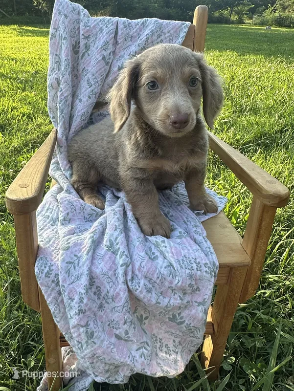 Artie  – Miniature Dachshund puppy for sale in Wyandotte, OK