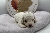 Puff, a female Bichpoo for sale in Wyandotte, OK – 1 of 3
