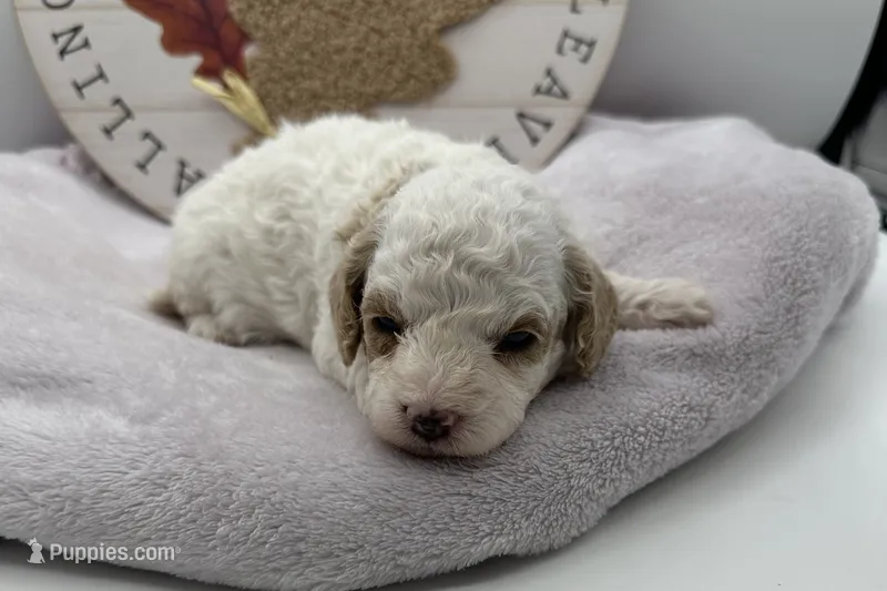 Harper, a female Bichpoo for sale in Wyandotte, OK – 1 of 3