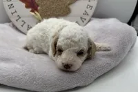 Harper, a female Bichpoo for sale in Wyandotte, OK – 1 of 3