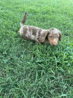Sammi, a female Miniature Dachshund for sale in Wyandotte, OK – 2 of 4