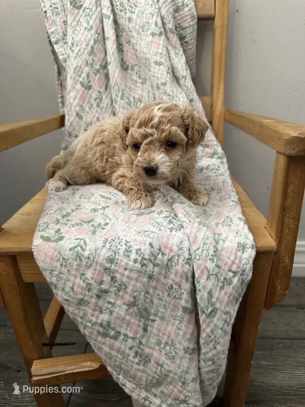 Lilly – Maltipoo puppy for sale in Wyandotte, OK