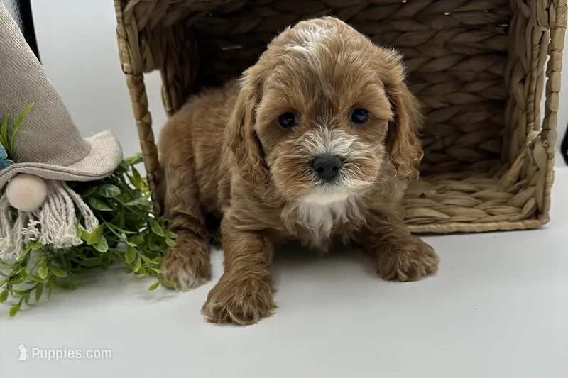 Bruce  – Cavapoo puppy for sale in Wyandotte, OK