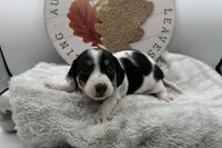 Chewy , a male Miniature Dachshund for sale in Wyandotte, OK – 2 of 3