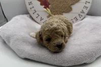 Harriet , a female Bichpoo for sale in Wyandotte, OK – 2 of 3