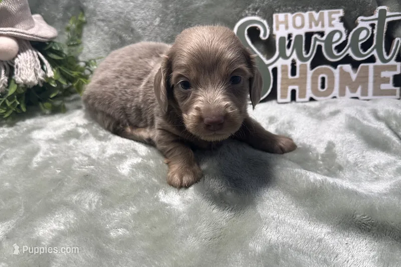 Artie  – Miniature Dachshund puppy for sale in Wyandotte, OK