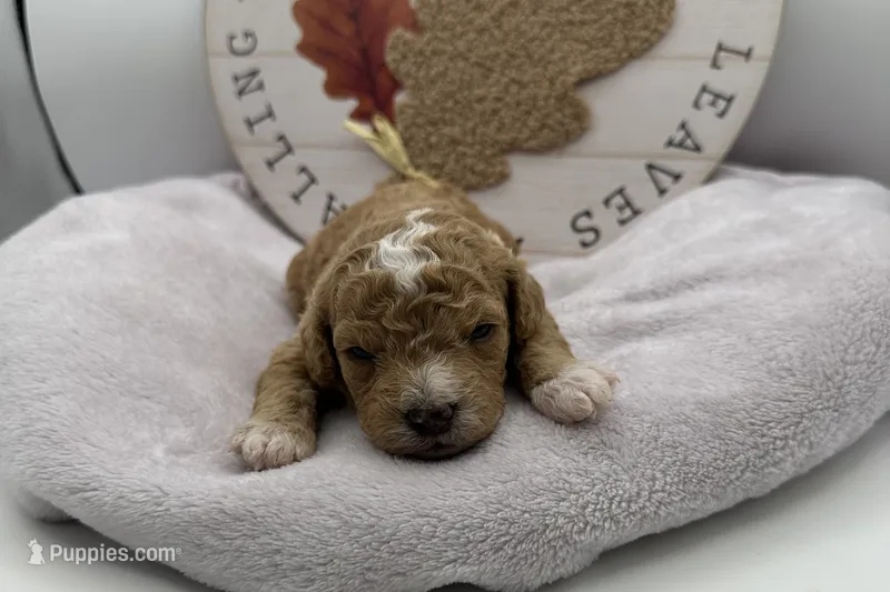 Duke , a male Bichpoo for sale in Wyandotte, OK – 1 of 3