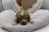 Duke , a male Bichpoo for sale in Wyandotte, OK – 1 of 3