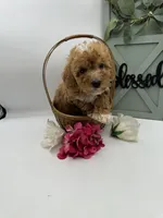 Lady , a female Bichpoo for sale in Wyandotte, OK – Photo 2 of 3