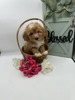 Lady , a female Bichpoo for sale in Wyandotte, OK – Photo 3 of 3