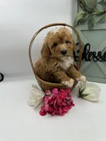 Lady , a female Bichpoo for sale in Wyandotte, OK – Photo 1 of 3