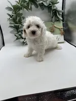 Duke , a male Maltipoo for sale in Wyandotte, OK – 5 of 6
