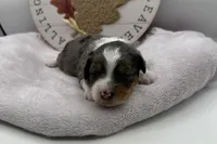 Blu , a female Miniature Aussiedoodle for sale in Wyandotte, OK – 2 of 3