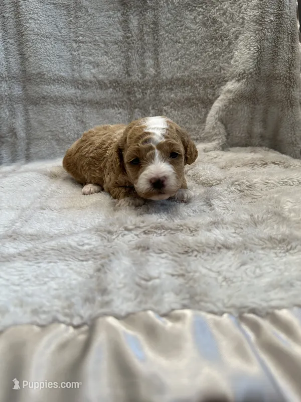 Wes – Maltipoo puppy for sale in Wyandotte, OK