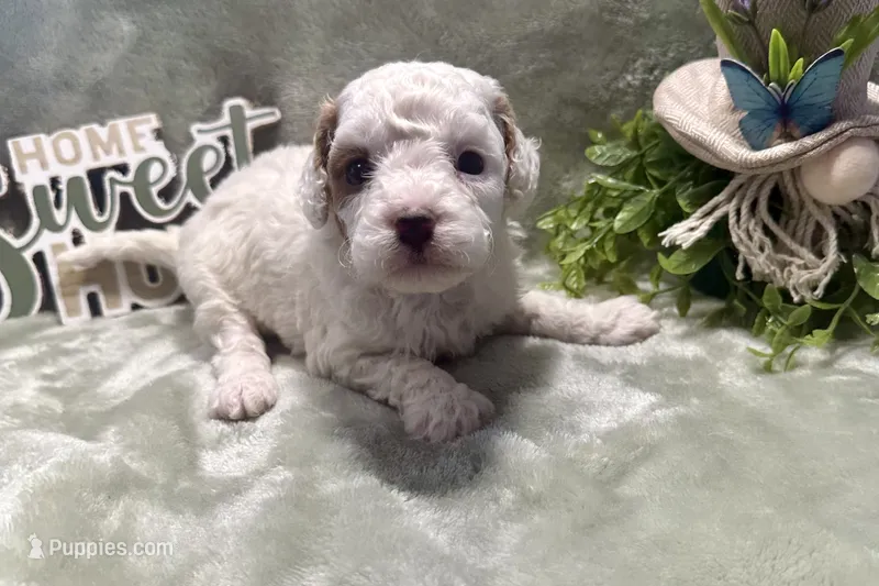 Maple – Cavapoo puppy for sale in Wyandotte, OK