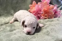 Maple, a female Cavapoo for sale in Wyandotte, OK – 1 of 3