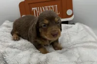 Howie , a male Miniature Dachshund for sale in Wyandotte, OK – 3 of 3