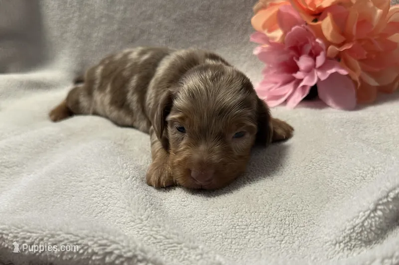 Luna – Miniature Dachshund puppy for sale in Wyandotte, OK