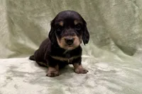 Bear, a male Miniature Dachshund for sale in Wyandotte, OK – 3 of 3