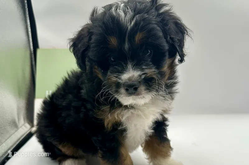Duke  – Aussiedoodle puppy for sale in Wyandotte, OK