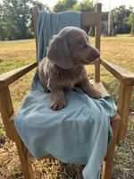 Tank , a male Miniature Dachshund for sale in Wyandotte, OK – 3 of 3