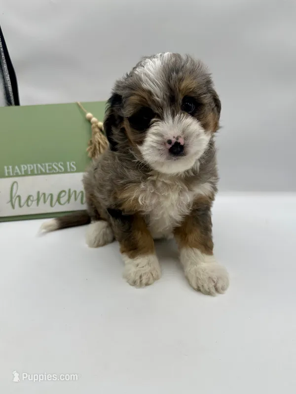 Dillon  – Aussiedoodle puppy for sale in Wyandotte, OK