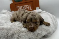 Anne , a female Miniature Dachshund for sale in Wyandotte, OK – 2 of 3