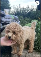 Reggie, a male Maltipoo for sale in Saint Louis, MO – 4 of 4