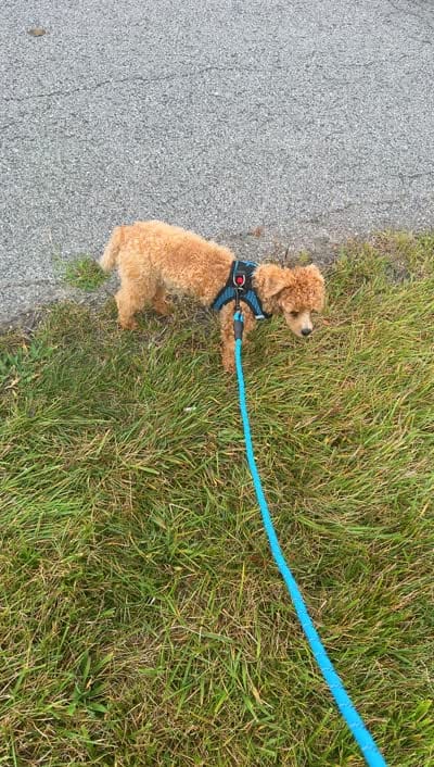 Reggie, a male Maltipoo for sale in Saint Louis, MO – 2 of 4