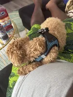 Reggie, a male Maltipoo for sale in Saint Louis, MO – 3 of 4