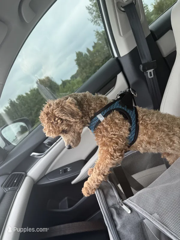 Reggie – Maltipoo puppy for sale in Saint Louis, MO