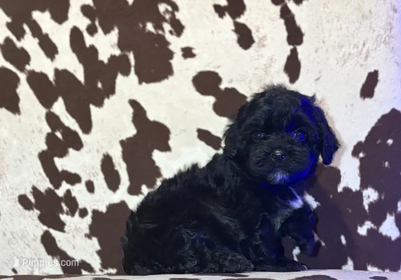 Raine – Cockapoo puppy for sale in Morrilton, AR