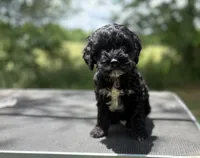 Beau, a male Cockapoo for sale in Morrilton, AR – 2 of 4