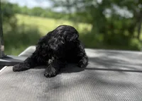 Otis, a male Cockapoo for sale in Morrilton, AR – 4 of 4