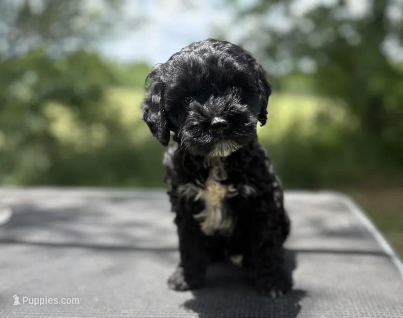 Beau – Cockapoo puppy for sale in Morrilton, AR