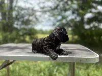 Raine, a female Cockapoo for sale in Morrilton, AR – 5 of 6