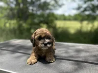 Briar- CKC mini cockapoo, a male Cockapoo for sale in Morrilton, AR – 4 of 9
