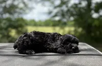 Beau, a male Cockapoo for sale in Morrilton, AR – 4 of 4