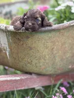 Primrose- CKC cockapoo, a female Cockapoo for sale in Morrilton, AR – 2 of 3