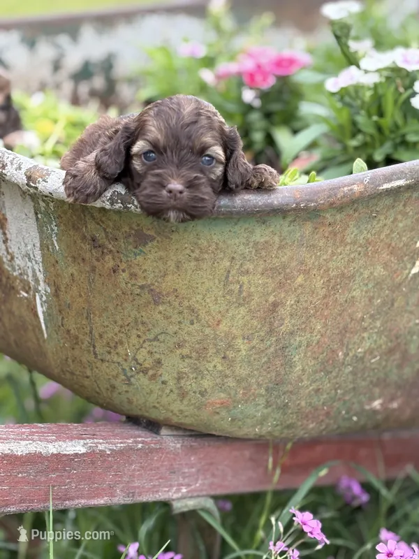Primrose- CKC cockapoo – Cockapoo puppy for sale in Morrilton, AR