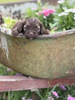 Primrose- CKC cockapoo, a female Cockapoo for sale in Morrilton, AR – 1 of 3