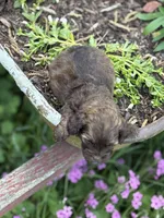 Primrose- CKC cockapoo, a female Cockapoo for sale in Morrilton, AR – 3 of 3