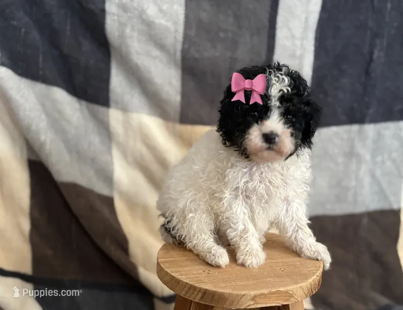 Duchess- CKC mini poodle