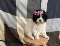 processed/964d0210-40aa-48d4-9e80-7ceb0a244d6e/listing/3f7a7df0-3136-429b-a447-b23400973e72/c3f864f0-25ef-4705-af8c-f867b9086bd0