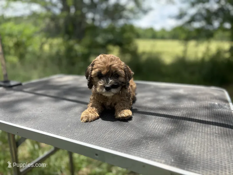 Briar- CKC cockapoo – Cockapoo puppy for sale in Morrilton, AR
